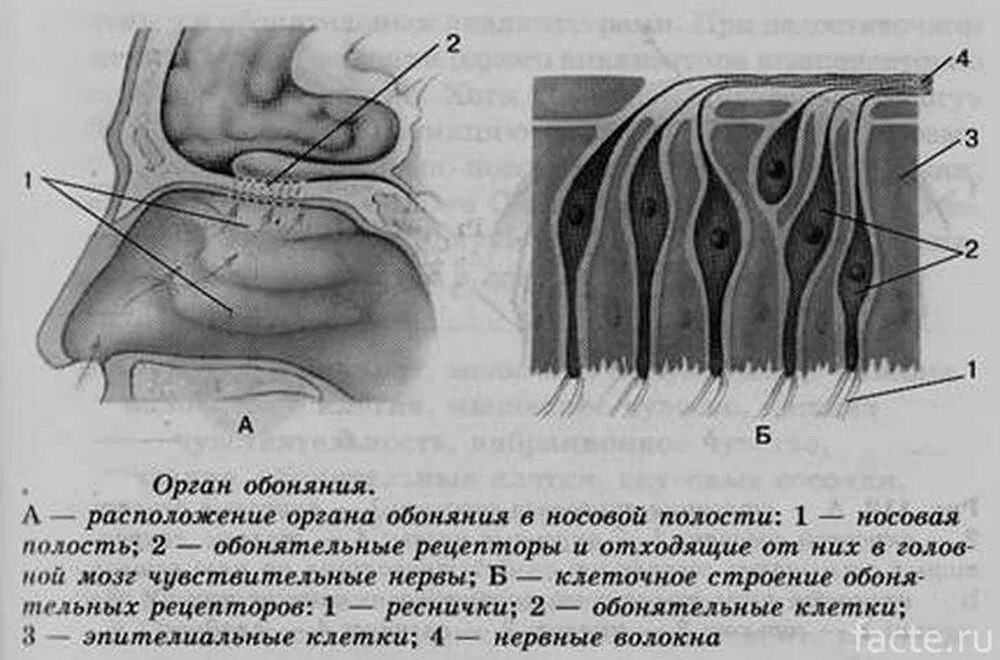 Обонятельный нерв анализатор. Строение обонятельного анализатора человека схема. Схема строения обонятельных рецепторов. Расположение органа обоняния в носовой полости. Обонятельно кожно зрительная