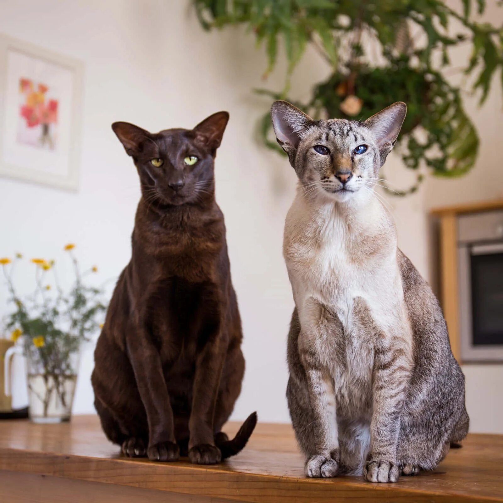 Cats' Stripes and Spots Are Tracked to a Gene - The New York Times
