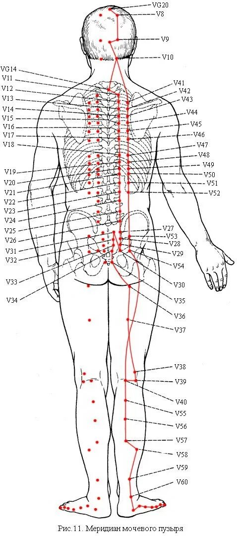Версия 3.5 точка. Акупунктура меридианы китайская медицина. Акупунктурные точки на теле человека схема. Меридианы человека схема и точки акупунктуры. Массаж точки меридианы мочевого пузыря.
