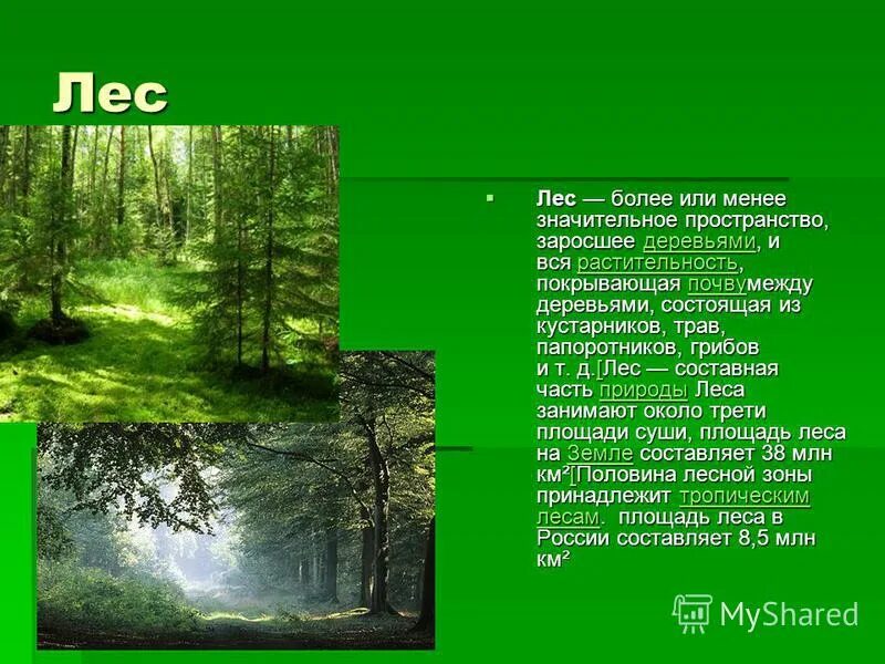Леса бывают хвойные лиственные и смешанные. Классификация широколиственных лесов. Хвойные и лиственные растения. Название леса. Типы леса в россии.