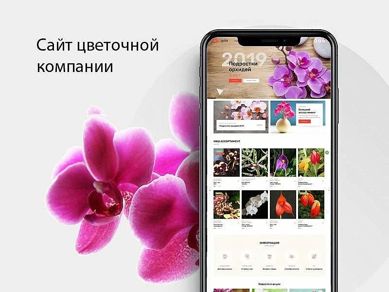 Орхидея орхорай. Радж орхидеи орхорай. Орхорай интернет магазин орхидей. Радж орхидеи орхорай. Орхидея орхорай.