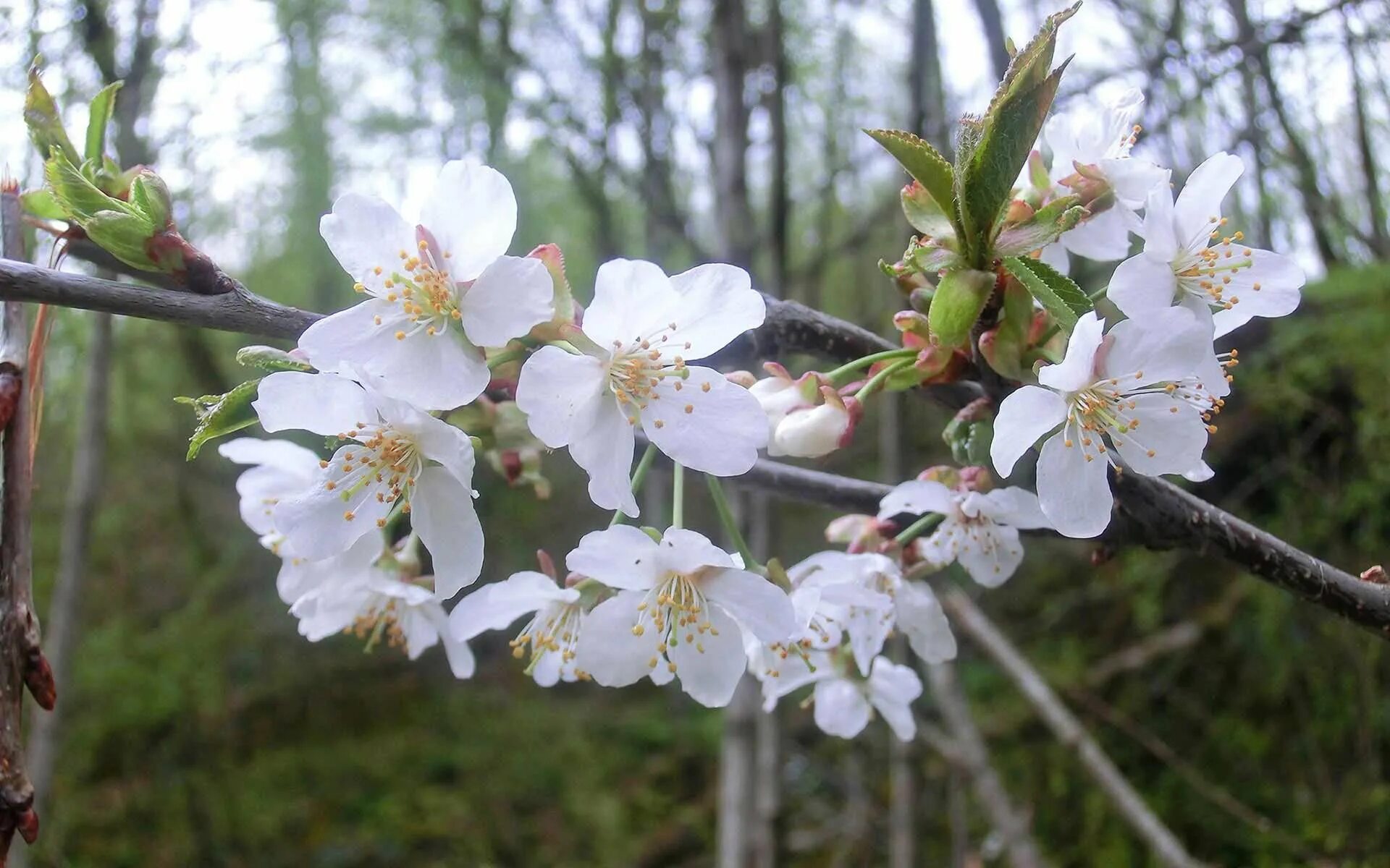 Дикая яблоня в лесу. Яблоня Лесная (Дикая) (Malus Sylvestris). Яблоня дичка цветет. Яблоня Лесная (дичок). Яблоня дичка цветение.