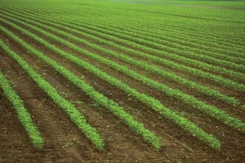 Crop id