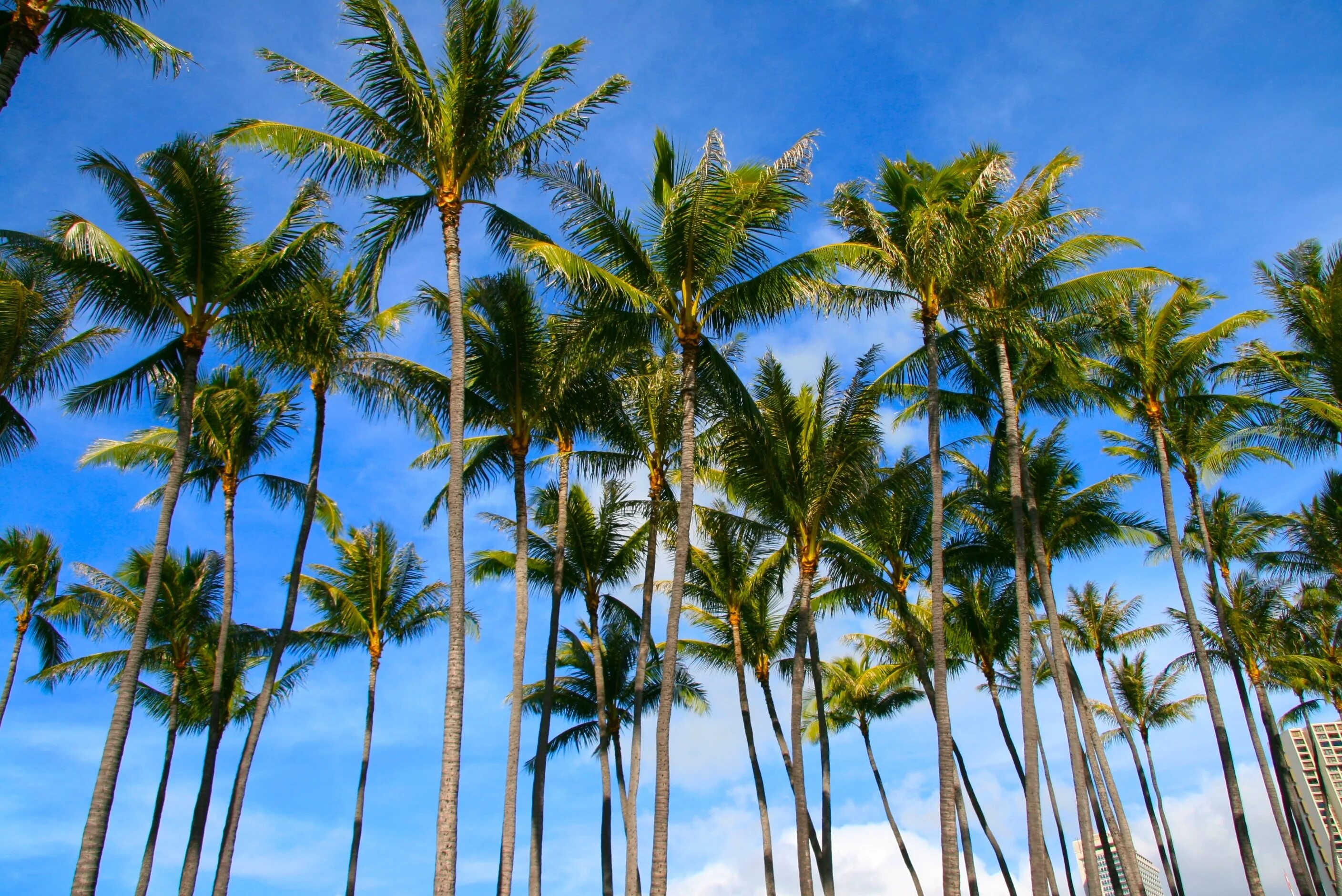 Palms set