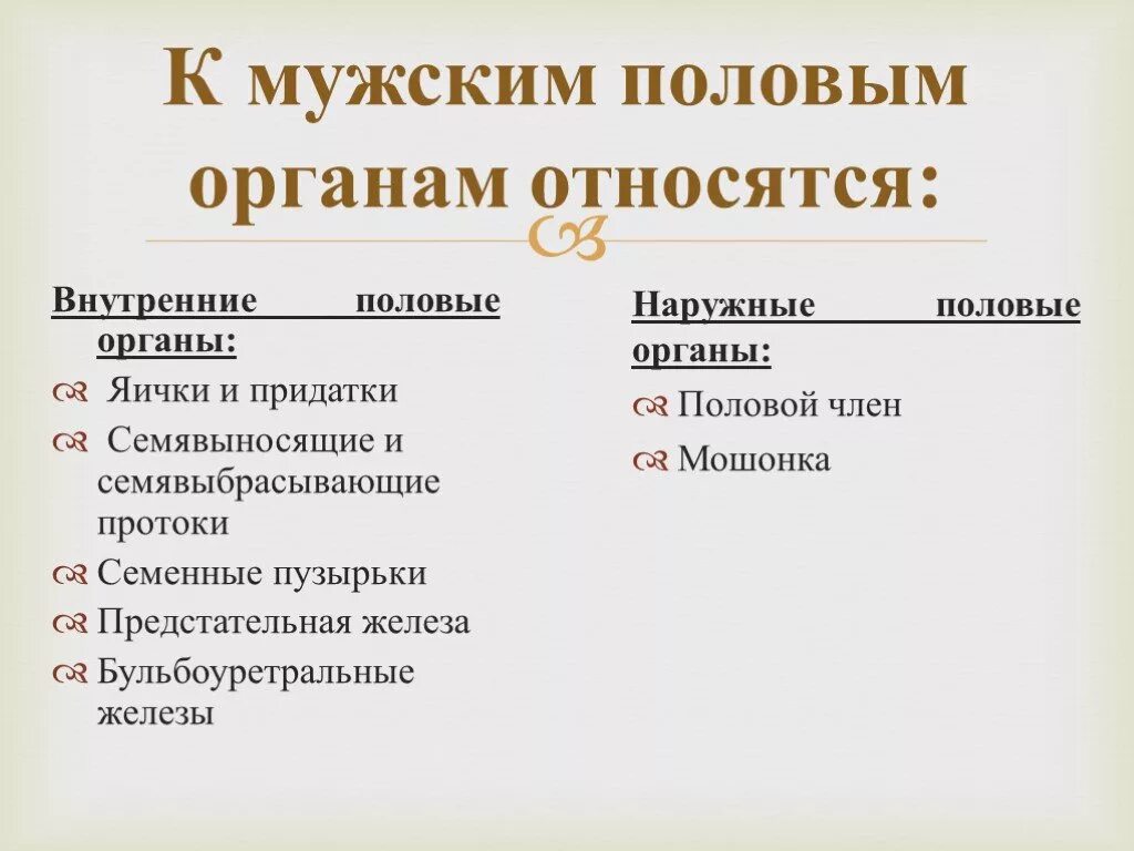 К мужским половым органам относятся