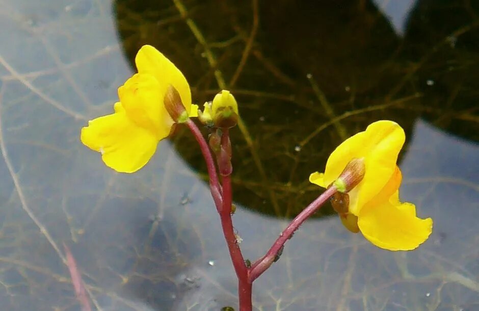 Пузырчатка растет. Пузырчатка обыкновенная. пузырчатка растение. utricularia vulgaris. насекомоядная пузырчатка.