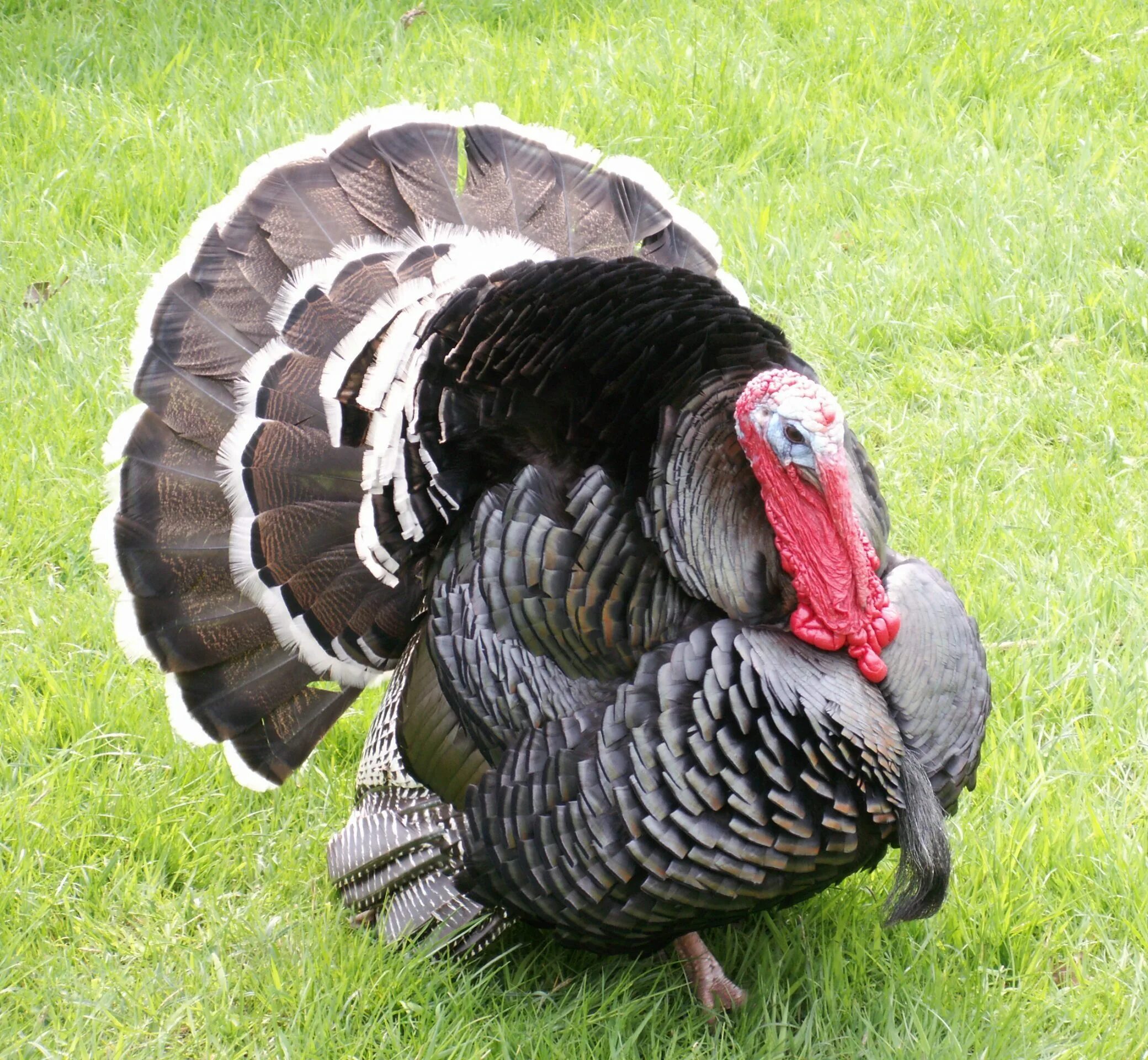 Эму + индюк. Калифорнийский индюк. Дикие индюки северной америки. Индюк бройлерный хайбрид. Индейка обыкновенная meleagris gallopavo.