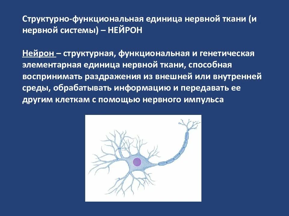 Короткие ветвящиеся отростки нервных клеток. Нервная ткань Нейрон. Нейрон основная структурная единица нервной системы. Нейрон это структурная единица нервной ткани. Структурно-функциональная единица нервной ткани.