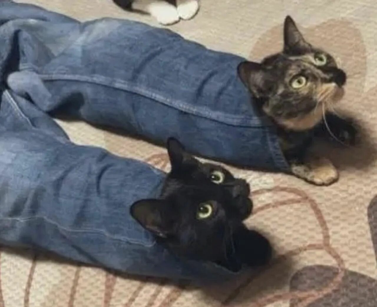 Кот в джинсах