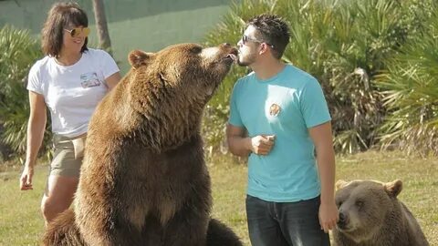Pet bear
