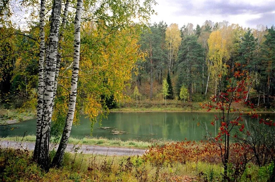 Меж берез. Смешанный уральский лес опушка. золотая осень река харинка. река березка рябина. озеро осень березы.