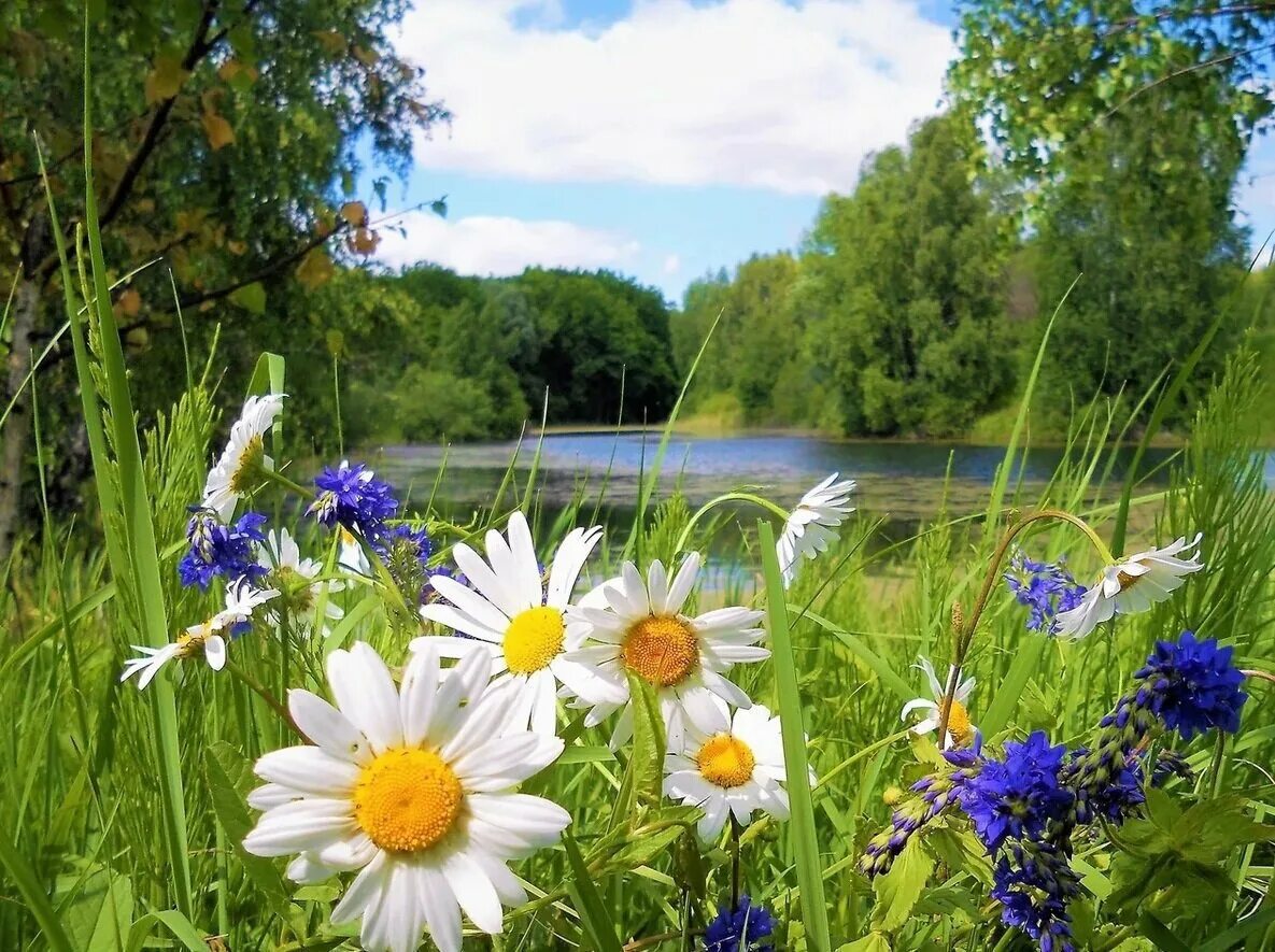 Фотопейзажи Сергея Краева. Летняя природа. Красивое лето. Летний пейзаж. В этом году будет хорошее лето