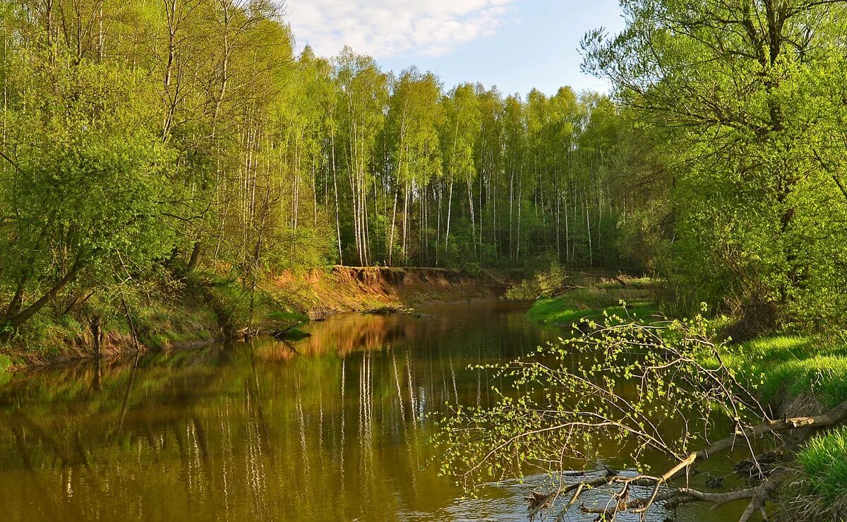 Река Тихая сосна Воронежская область. Тихая речушка. Озеро с топкими берегами. Тихая речка фото. Время тихая река