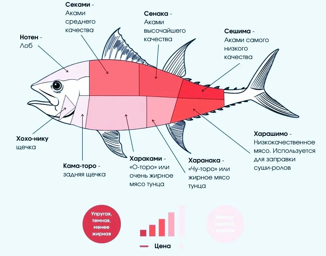 Разделка тунца схема. Схема разделки семги. Схема разделки рыбы. Тунец строение тела. Молока в какой рыбе