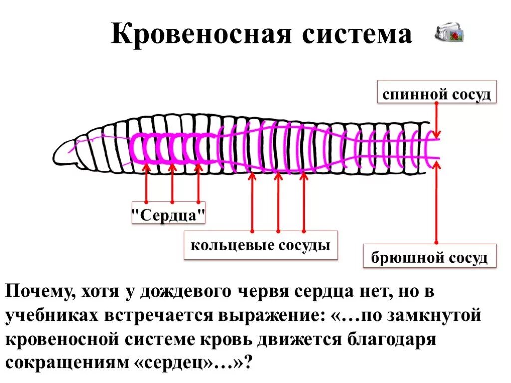 Кольцевые сосуды дождевого червя. Кровеносная система у кольчатых червей есть сердце. Строение кровеносной системы кольчатых червей. У дождевого червя есть кровеносная система. Сердце кольчатых червей.