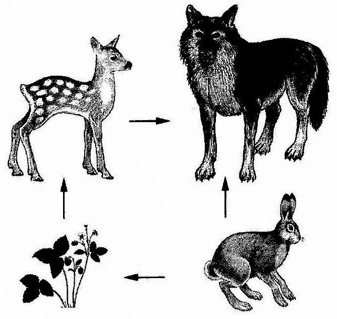 Связь различных животных. Схема между растениями и животными. Цепь питания волка. Связь между различными животными.