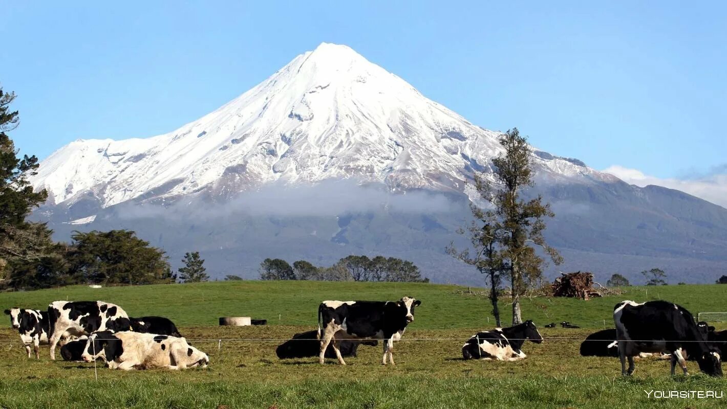 Промышленность новой зеландии. Новая Зеландия ферма. Новая Зеландия сельское хозяйство. Скотоводство в новой Зеландии. Новая Зеландия индустрия.