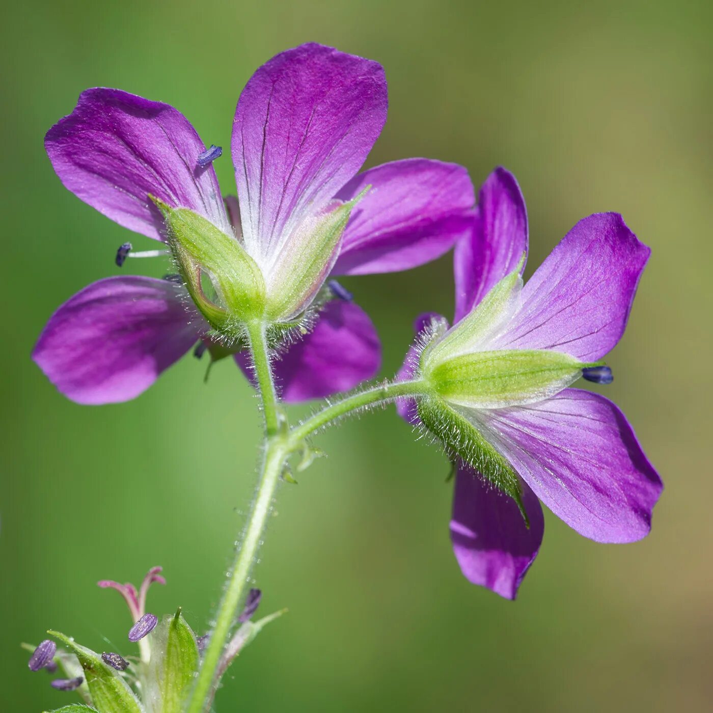 Герань Лесная (Geranium sylvaticum). Герань Лесная Плантариум. Герань Лесная (Geránium sylváticum l.) «May Flower». Герань Сергиевской. Герань военная