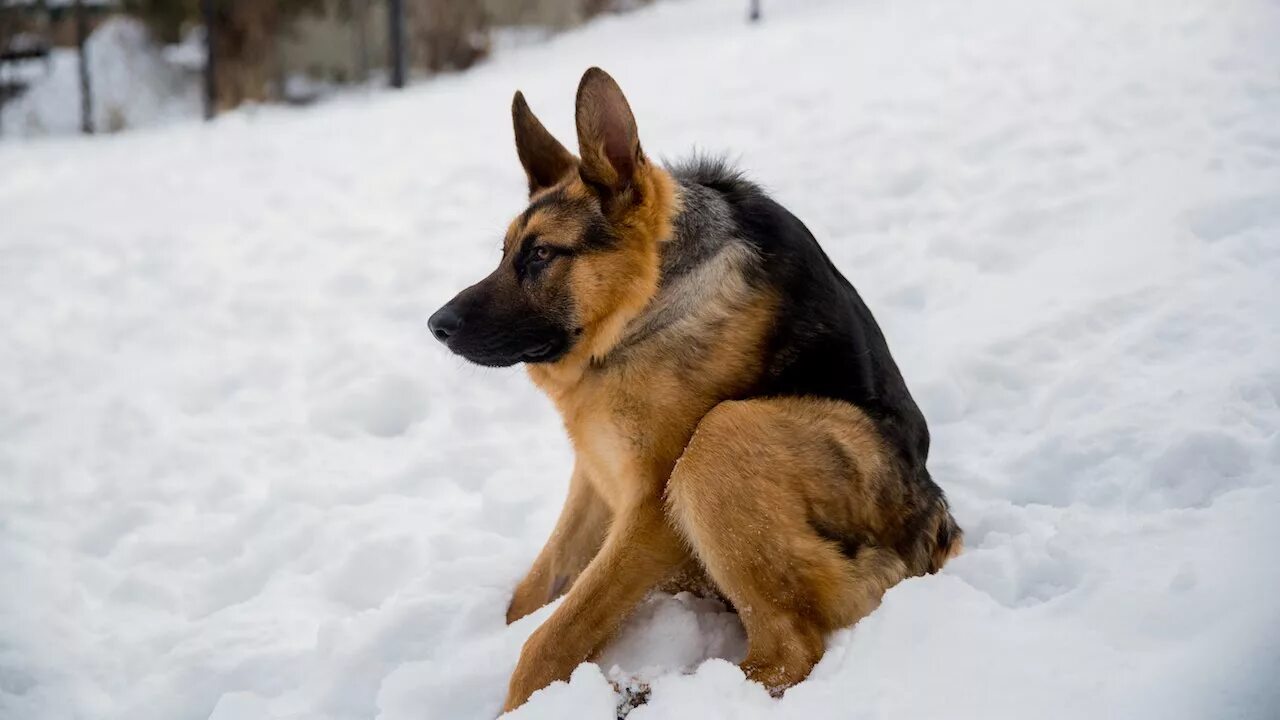 Now only dogs. Немецкая овчарка Квазимодо. Сутулая овчарка. Горбатая овчарка Квазимодо. Собака сутулая немецкая овчарка.