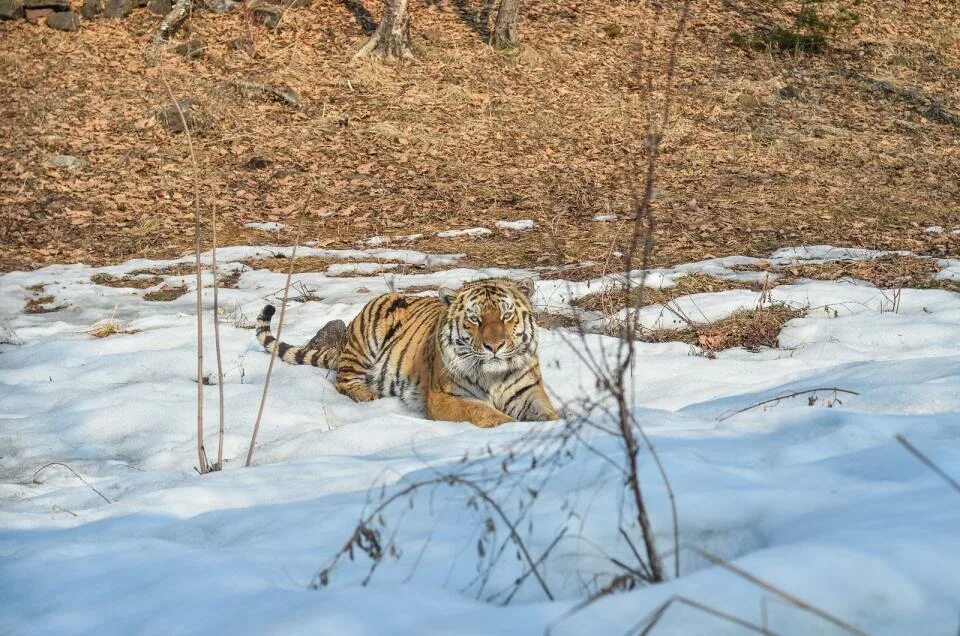 Логово тигра 46. Тайгер тигр. Тигриное логово. Тайган сафари парк тигрята. Тигриное логово.