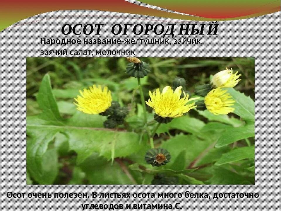 Молочай осот огородный. Осот полевой Цикориевые. Осот полевой лечебный. Осот огородный Цикориевые.