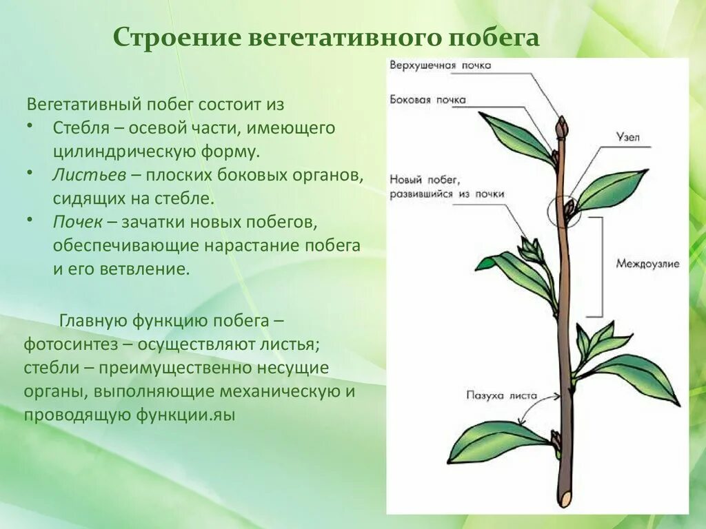 Назовите части побегов. Вегетативные и генеративные побеги. Генеративный побег, боковой побег. Строение генеративного побега. Побег и почки, строение стебля и листа..