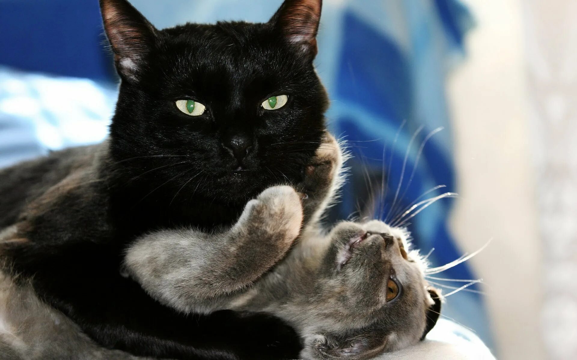 Кот говорит красивое. Чёрный кот. черная кошка с котятами. кошки любовь. обои кошки.