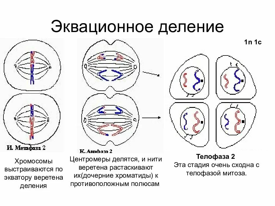 Сколько хромосом в телофазе мейоза 1. Первое деление мейоза редукционное а второе. мейоз схема редукционное и эквационное деление. телофаза мейоза 2. мейоз эквационная фаза.