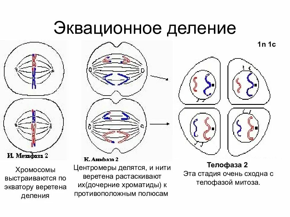 Образование веретена деления мейоза. Первое деление мейоза редукционное а второе. Мейоз схема редукционное и эквационное деление. Телофаза мейоза 2. Мейоз эквационная фаза.