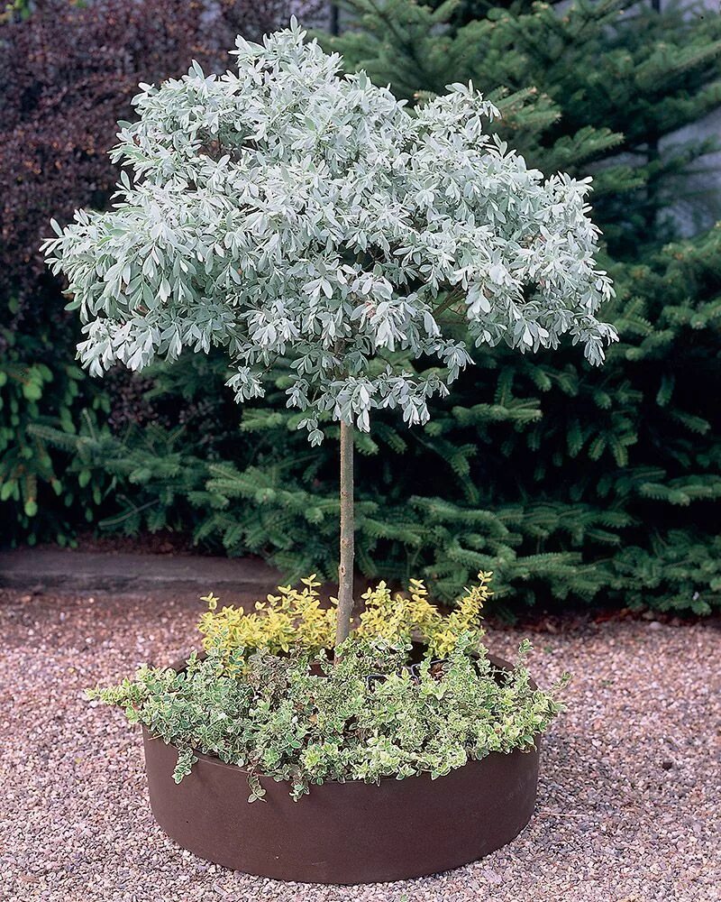 Ива белая серебристая. Лох серебристый (elaeagnus commutata). Ива лох серебристая. Ива швейцарская гельветика. Лох серебристый узколистный.