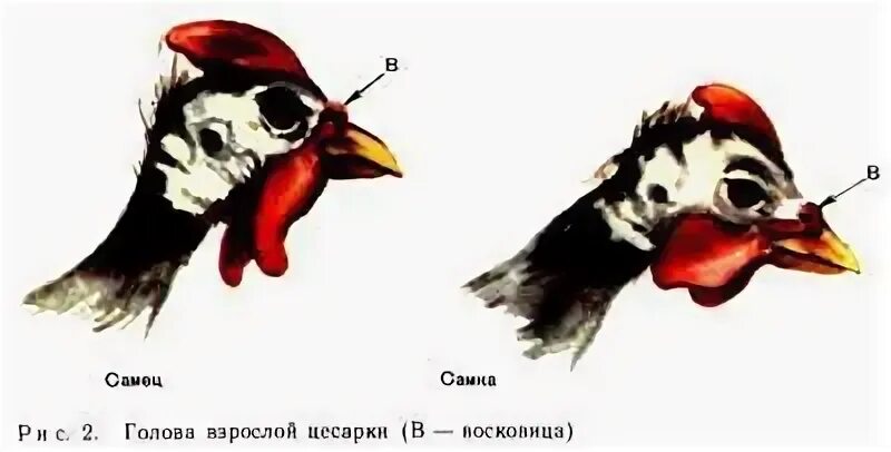 Как отличить цесарку от цесаря. Цесарка самец. Как отличить пол цесарок. Как отличить цесарку от цесаря. Как отличить цесарку от цесаря.