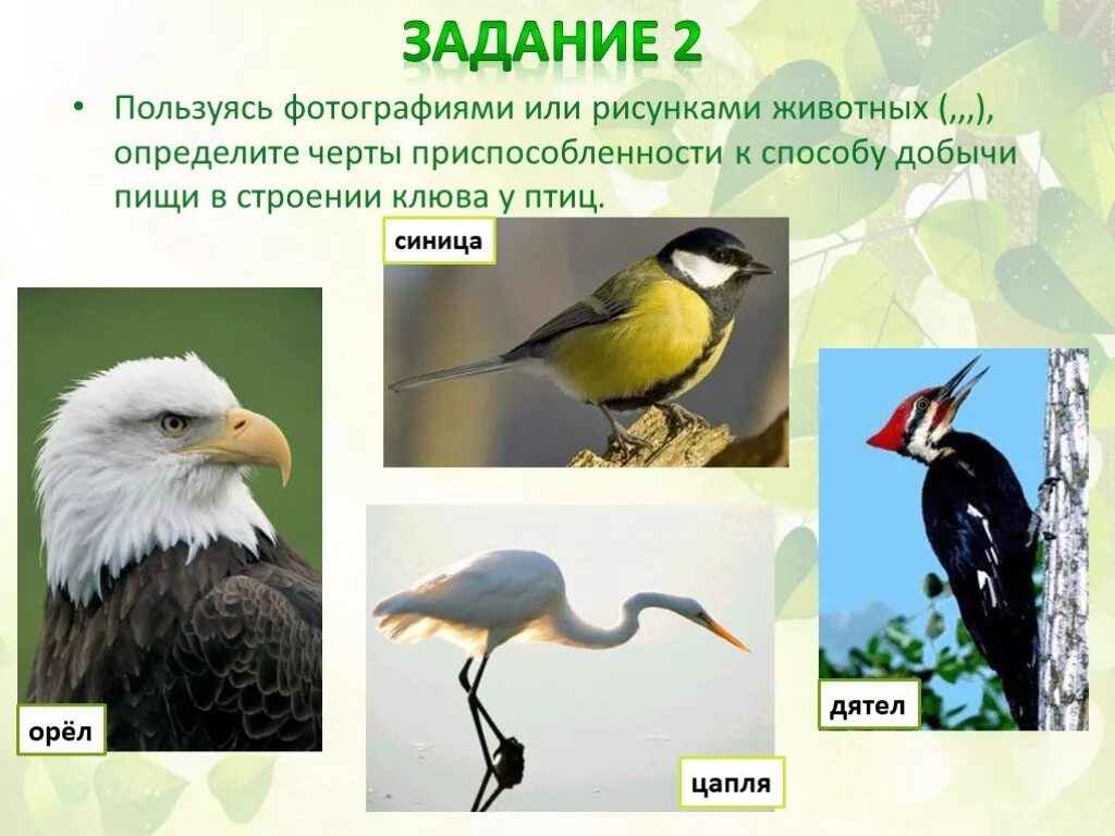 Приспособленность птиц. Черты приспособленности птиц. Клювы птиц и приспособления. Птицы приспособленные к среде. Среда обитания орла биология