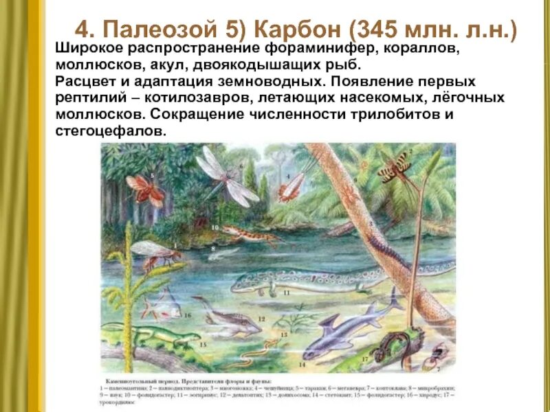 Карбон эра период. Каменноугольный период палеозойской эры растения. палеозойская эра карбонский период. палеозойская эра каменноугольный период период. карбон период палеозойской эры.
