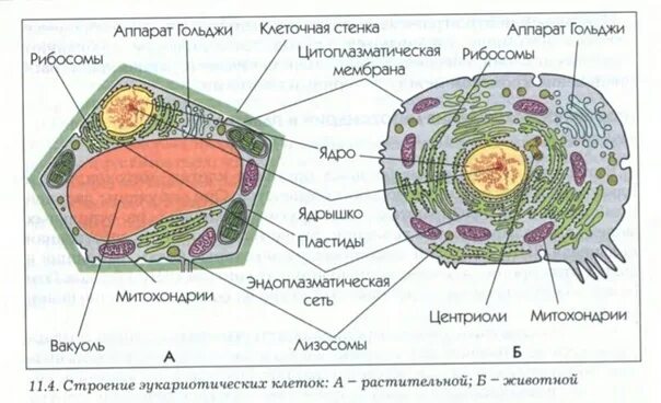 Решу егэ биология строение клетки
