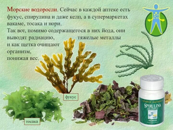 Содержимое водоросли. Фикус ламинарий спирулита. морская водоросль спирулина препараты. водоросли морской виноград фукус. состав водоросли фукус.