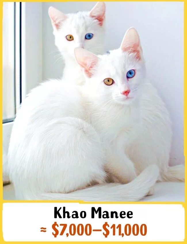 Породы кошек количество. Кот породы као мани. Као мани котята. Порода кошек Khao Manee. Порода котов као мани.