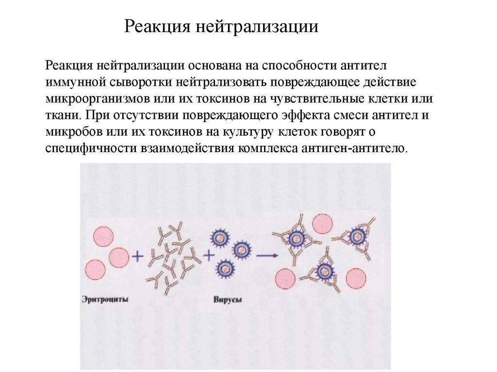 РН реакция микробиология. Реакция нейтрализации РН. Реакция нейтрализации серология. Реакция нейтрализации антител микробиология.