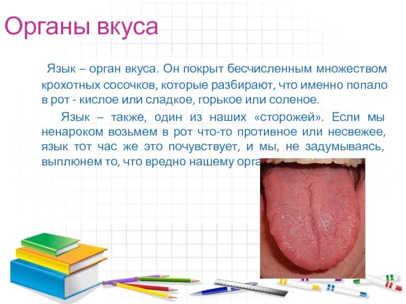 Доклад на тему язык. Доклад про язык. доклад про язык орган чувств. язык орган осязания.
