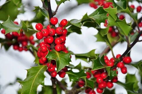 Holiday plants
