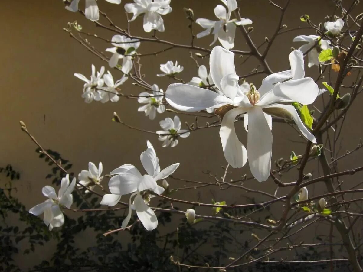 Магнолия кобус. Магнолия кобус. Магнолия лебнера кобус. Магнолия кобус (magnolia. Магнолия кобус.