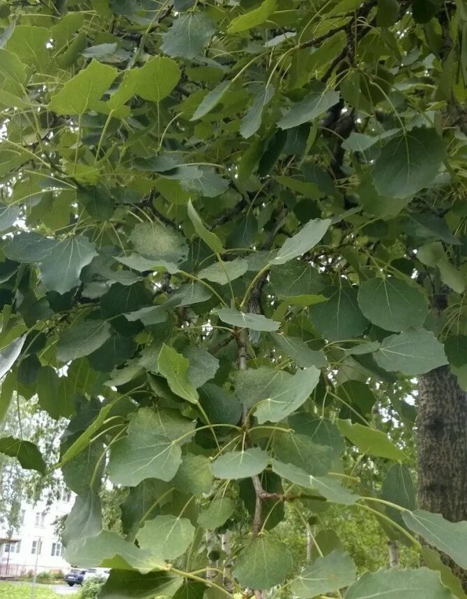 Как растет осина выглядит. Осина (populus tremula). осина обыкновенная (populus tremula). осина сибирская. осина куст.
