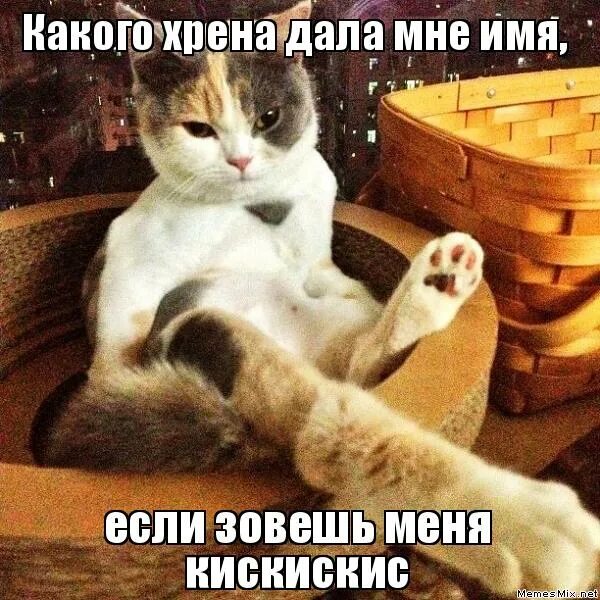 а какого хрена. комиксы субтитры. а какого хрена мем. какого хрена включи. а какого хрена мем.