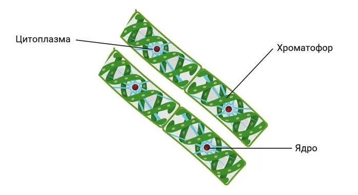 Спирогира питание. Ульва водоросль строение клетки. Строение клетки спирогиры. Хроматофор спирогиры. Нитчатые водоросли спирогира схема.