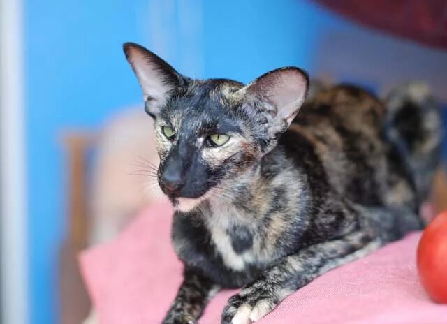 ориенталы в нижнем новгороде