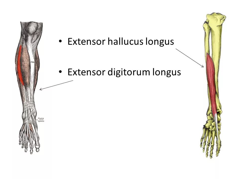 M extensor digitorum. Экстензор дигиторум лонгу. digitorum longus. экстензор халюцис лонгус. musculus extensor digitorum longus pedis.