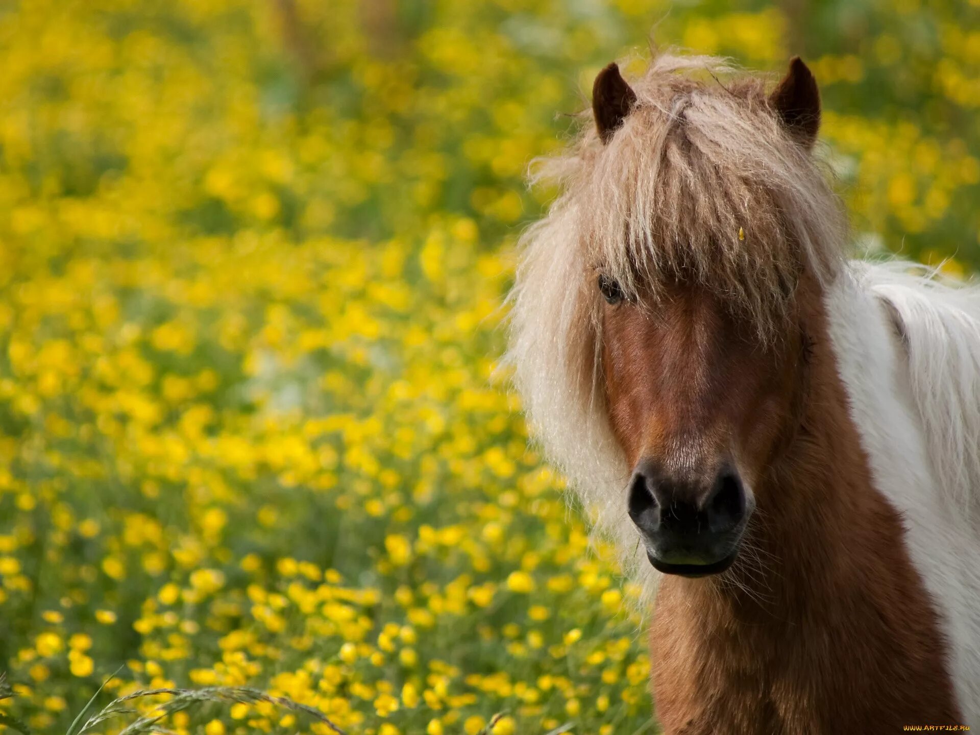 Лошадки пони. Лошадь в желтых цветах. Пони природы. Обои лошади. Добра коня