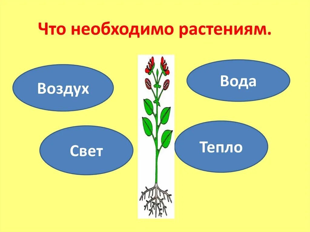 Что нужно растениям. Условия жизни растений для дошкольников. Растения для презентации. Условия необходимые для роста растений.