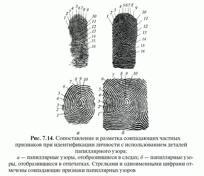 Общие и частные признаки объекта. Строение папиллярного узора криминалистика. Элементы строения папиллярного узора пальца. Частные признаки папиллярного узора. Строение папиллярных узоров на ногтевых фалангах пальцев рук.