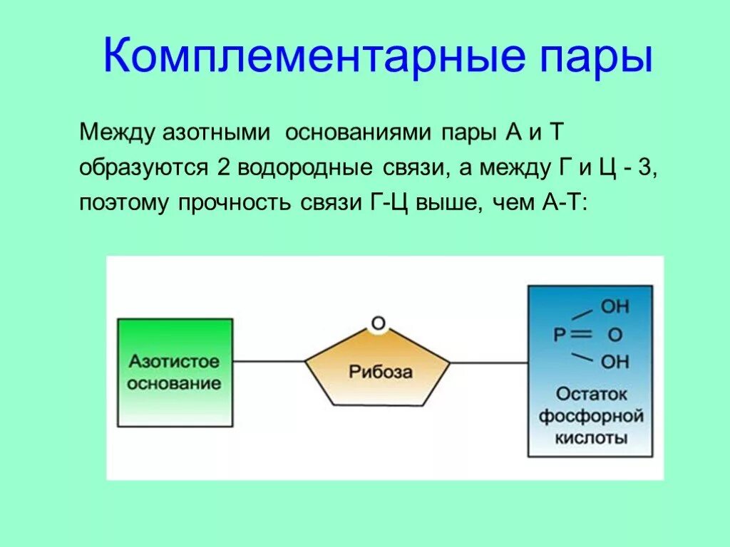 Комплементарные пары. Комплементарные пары азотистых оснований. Связи между комплементарными азотистыми основаниями. Компоиментарные основания.