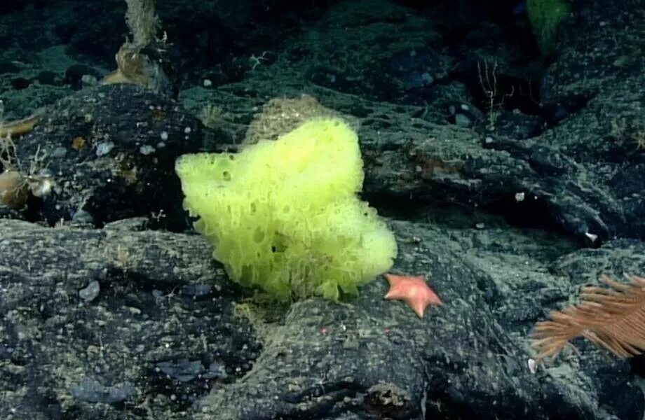 Похожее на губку. Похожее на губку. Ежовик, оленьи рожки. Морская губка баренцева моря. Морская губка.